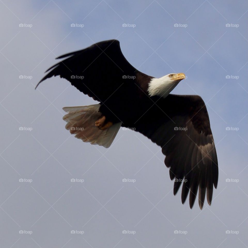 A mature bald eagle soars through the air on a clear day in Tillicum, Washington