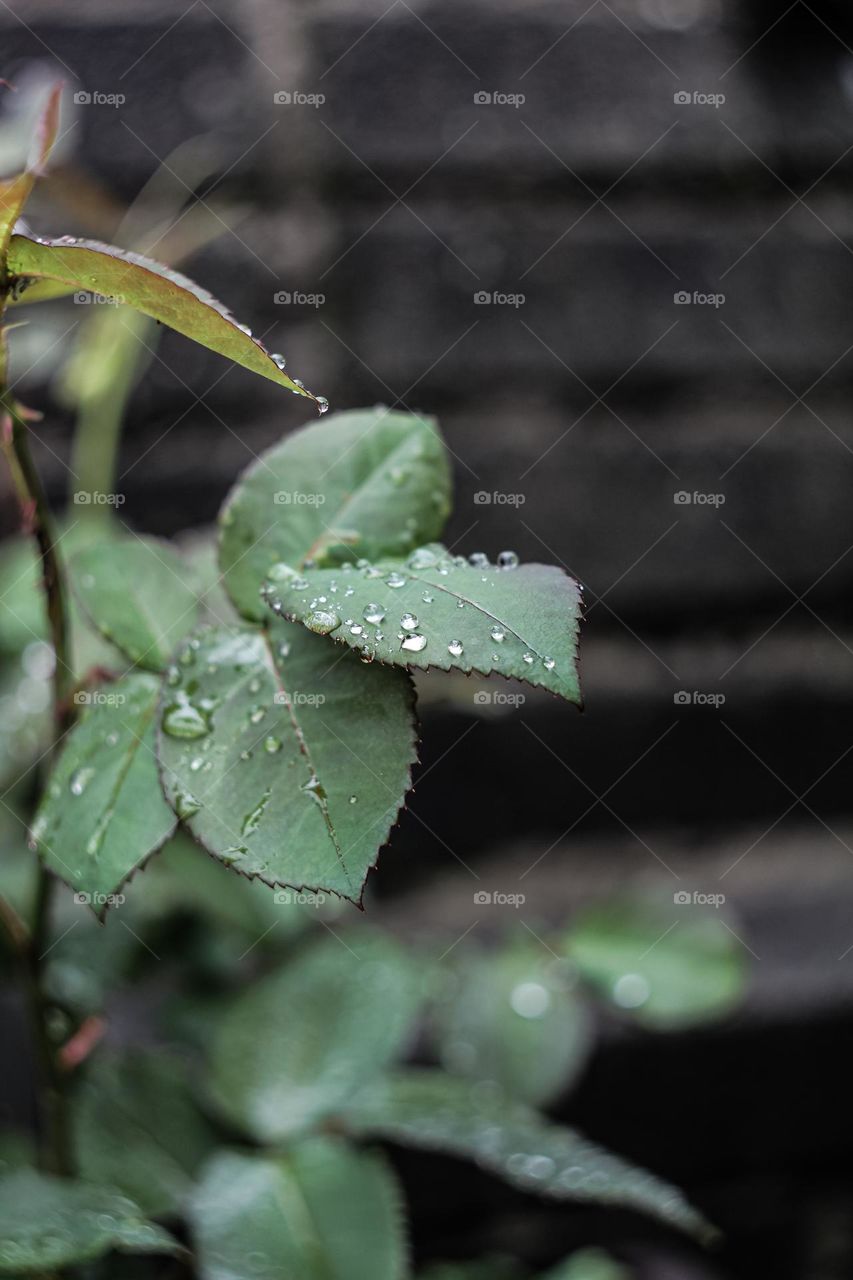 Drops of water on a green leaf