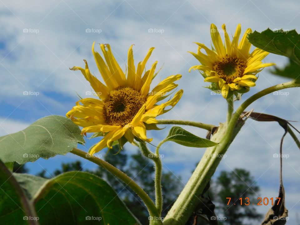 sunflower sun worshippers