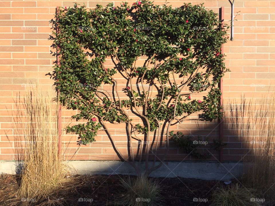 Pruning your trees flat is called espalier growing. It grows much wider and less height. 