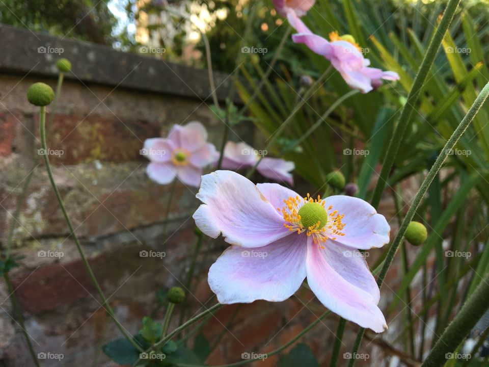 Beautiful flower in a cottage garden in Ludlow 