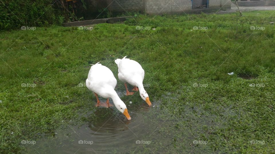 A couple of white  goose