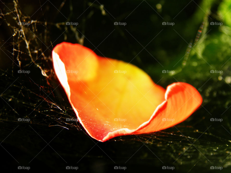 Petal of a rose of warm colors on a spiderweb.