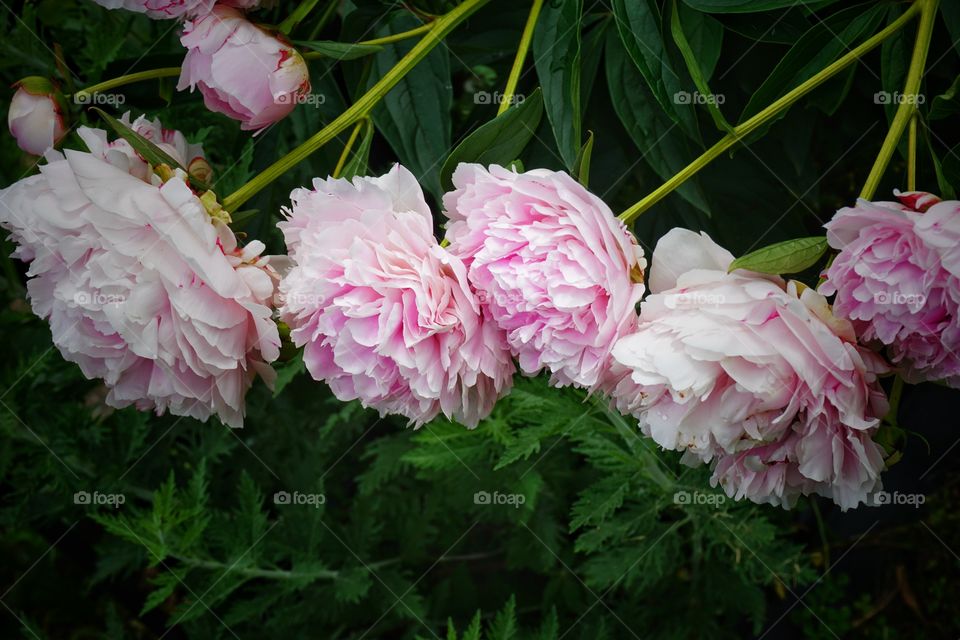 Peonies in Pink