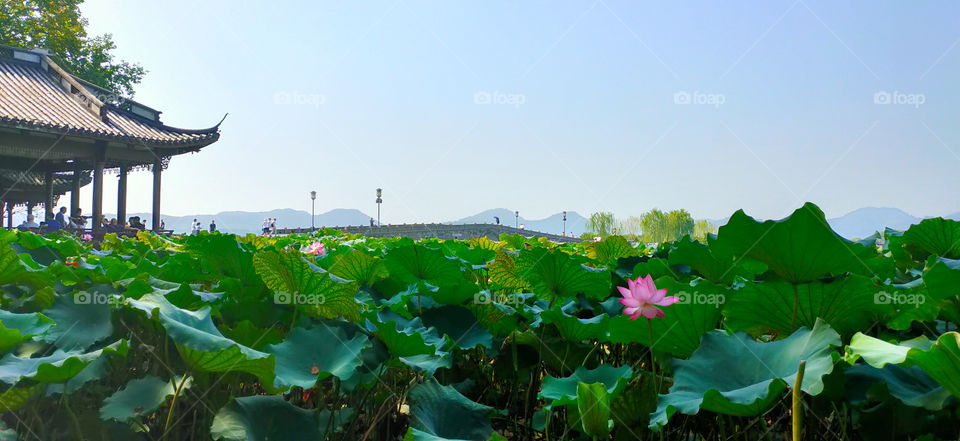 Boulent blossom of lotus on the West lake- Xihu,  Hangzhou, China