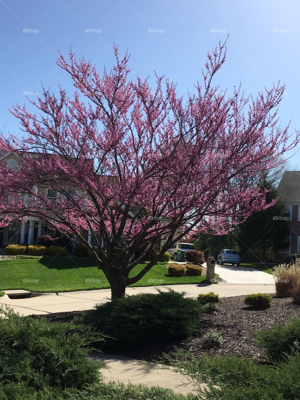 Red bud in bloom