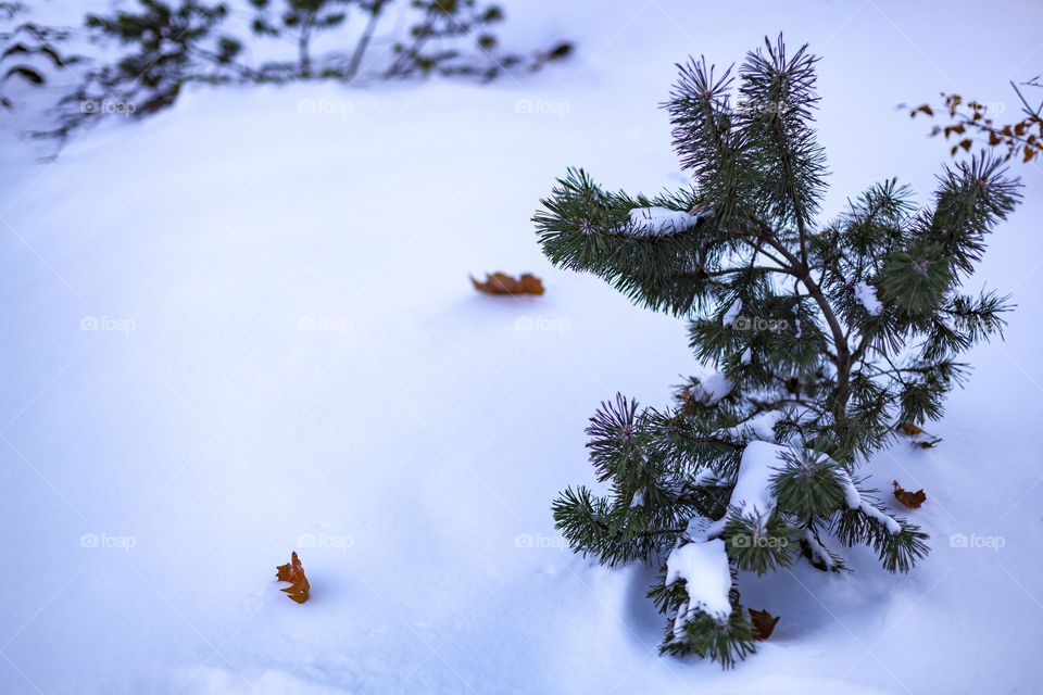 Snowdrift.  Small pine tree and autumn leaves.