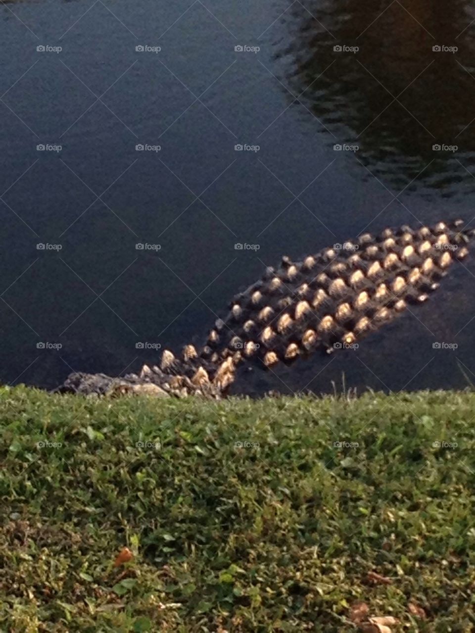 Alligator