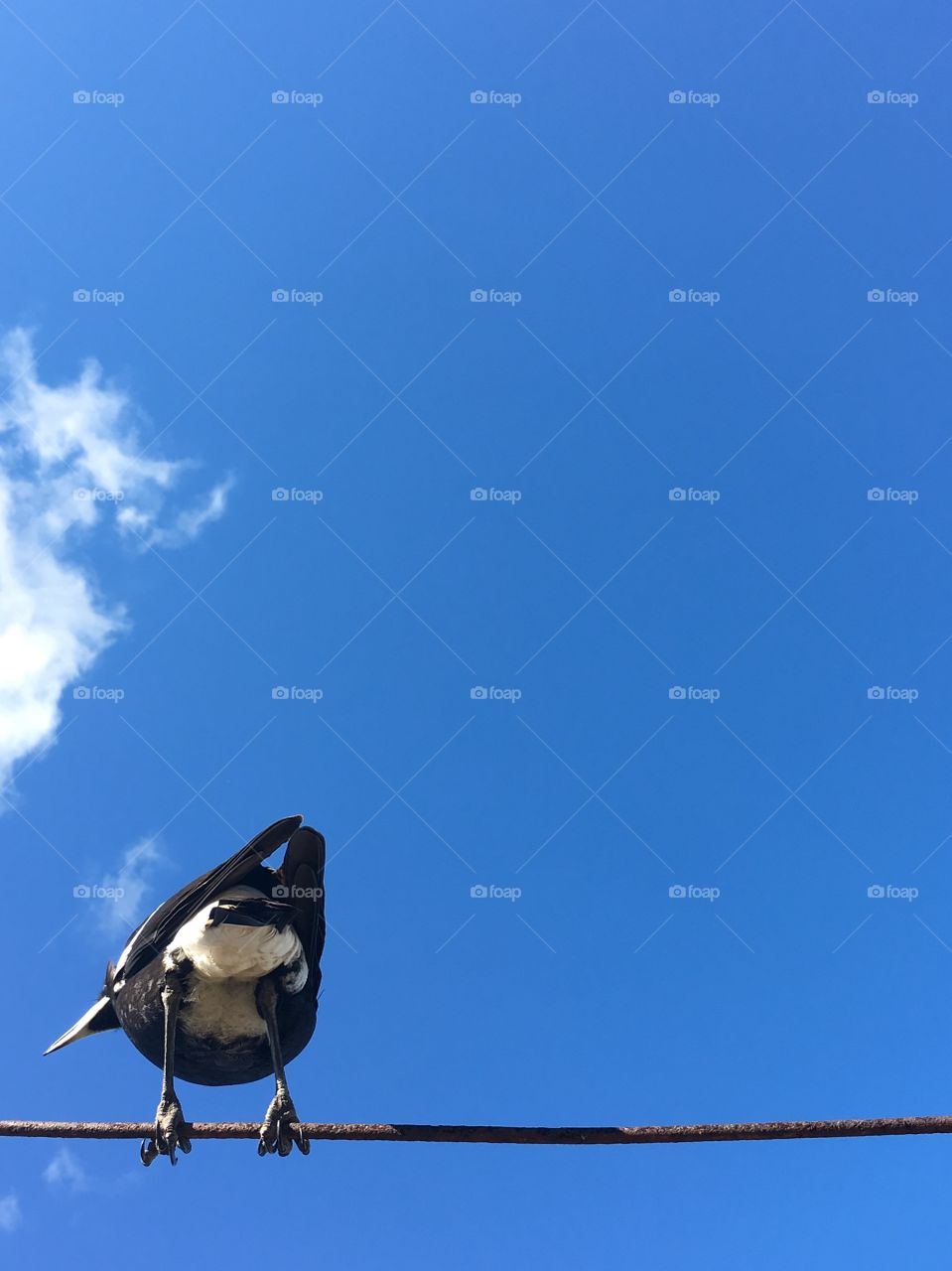 Australian Magpie perched sitting on a cable wire view from back of behind the bird, against vivid blue sky and wispy cloud backdrop, copy space minimalism, concept wildlife, native, animals