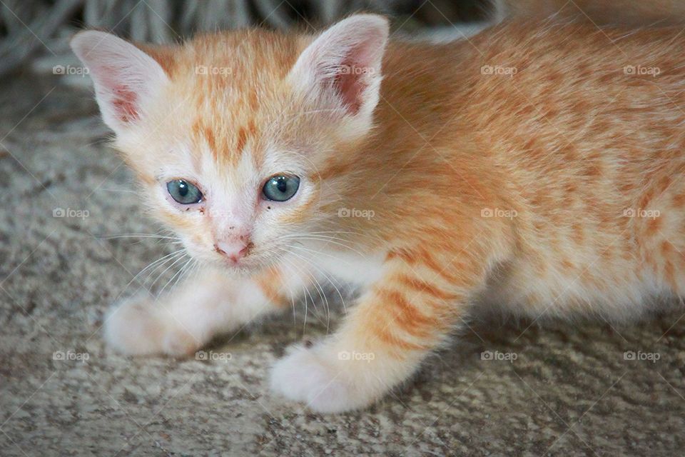 Cute kitten.