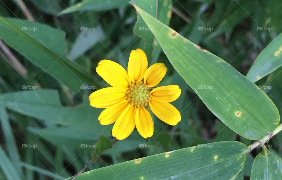 Yellow daisy 