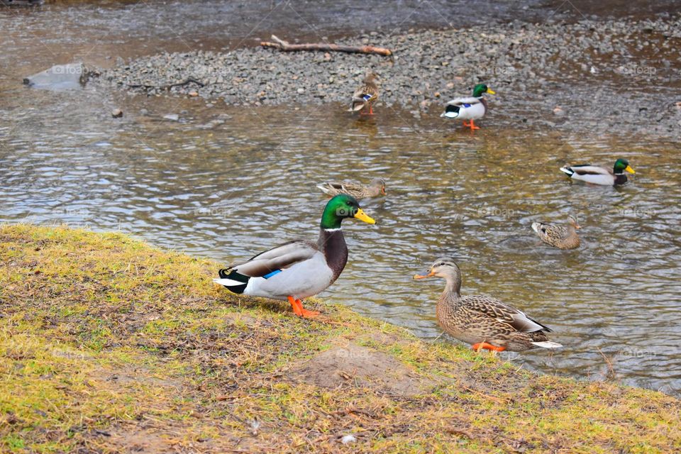 Ducks watch others taking a swim