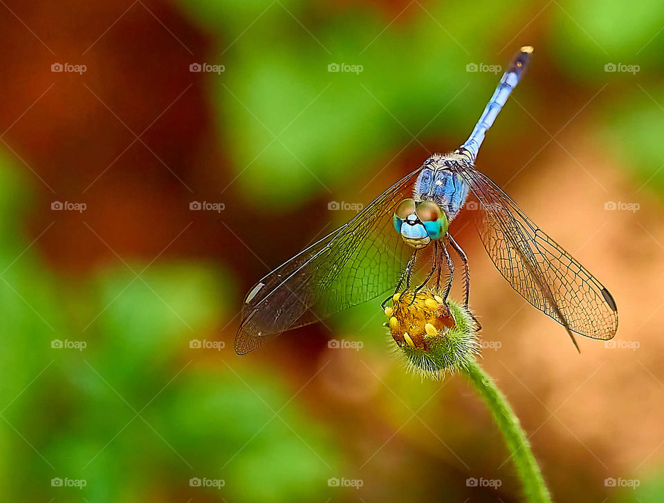 Dragon fly on daisy budding