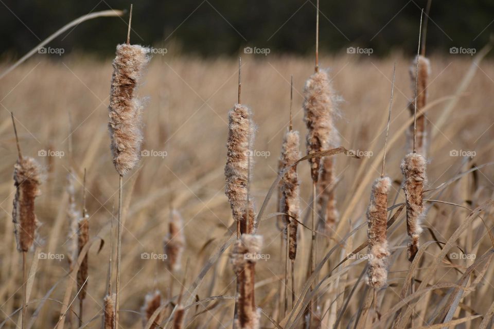 Cattails in the swamp during fall