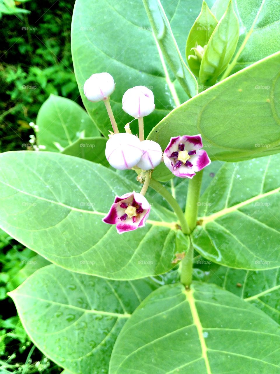 Close-up of beautiful flowers