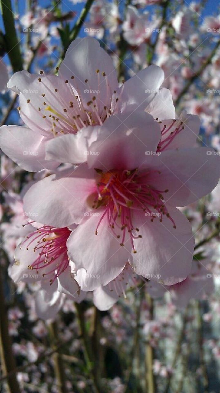 Peach Blossom