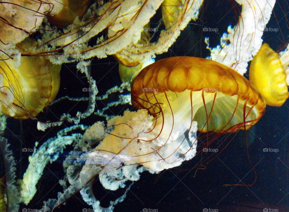 Jelly Jelly. Jellyfish at the Camden Aquarium