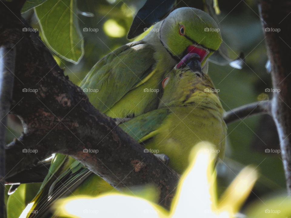 Lovely Parrot Couple