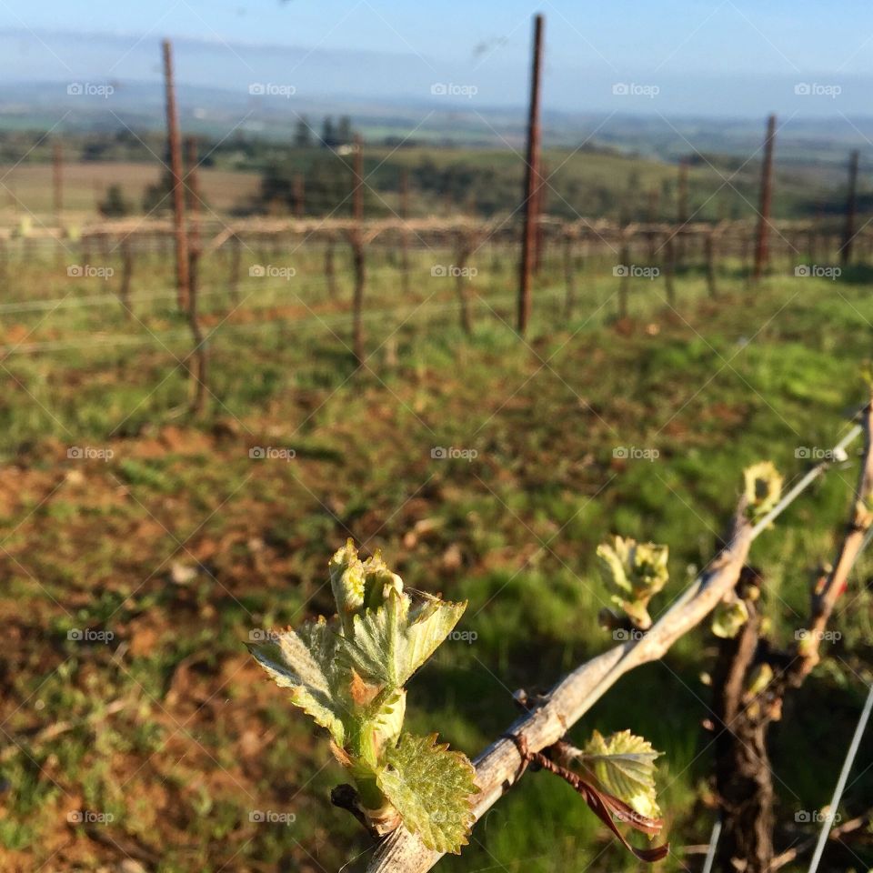 Budding vines, spring in an Oregon vineyard