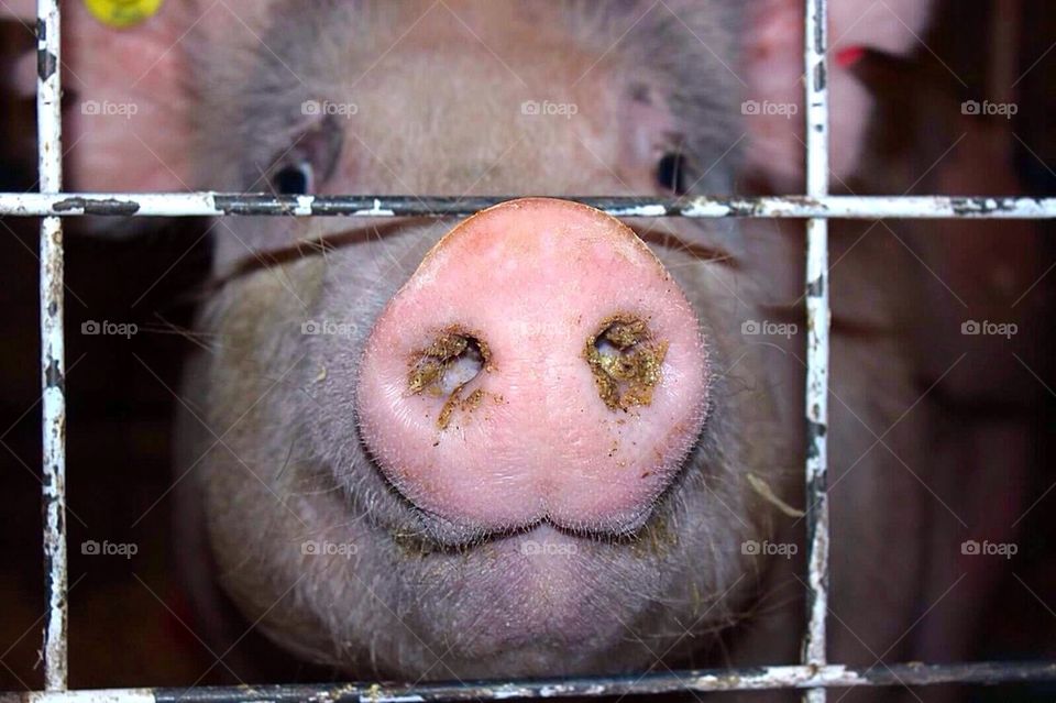 Pig Snout