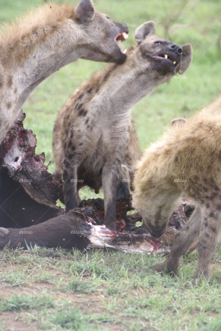 fighting hyenas