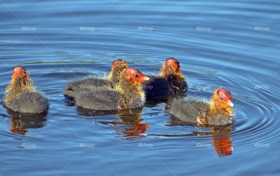 Coot Chicks