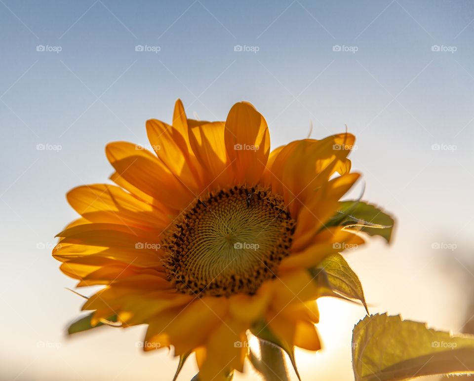 Sunflower 