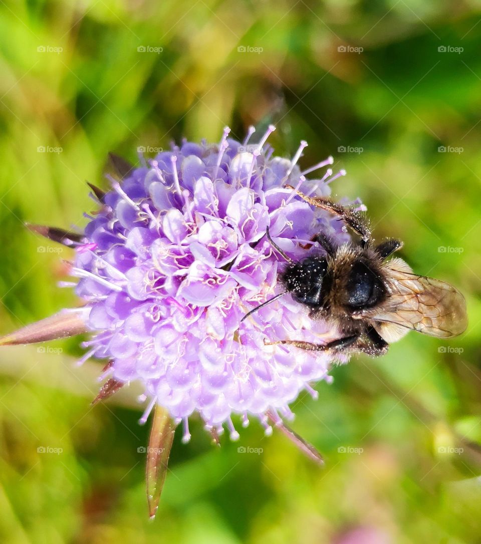 Wildlife flora and fauna