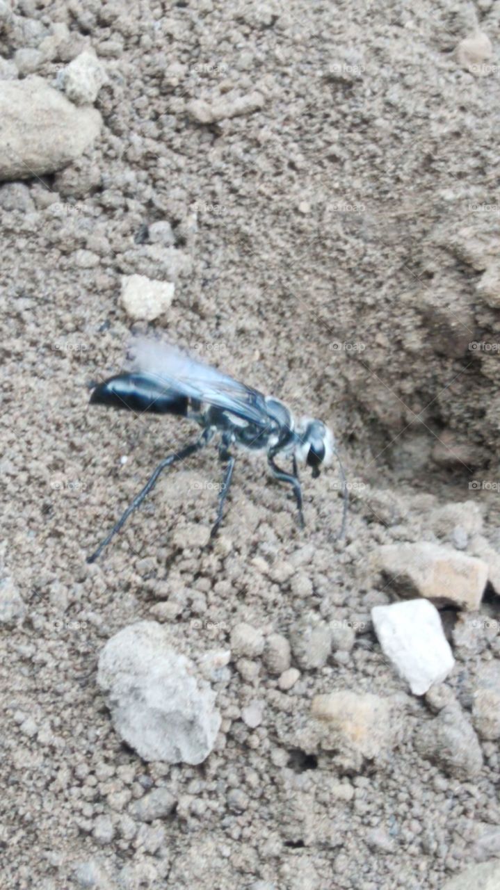 white-headed wasp