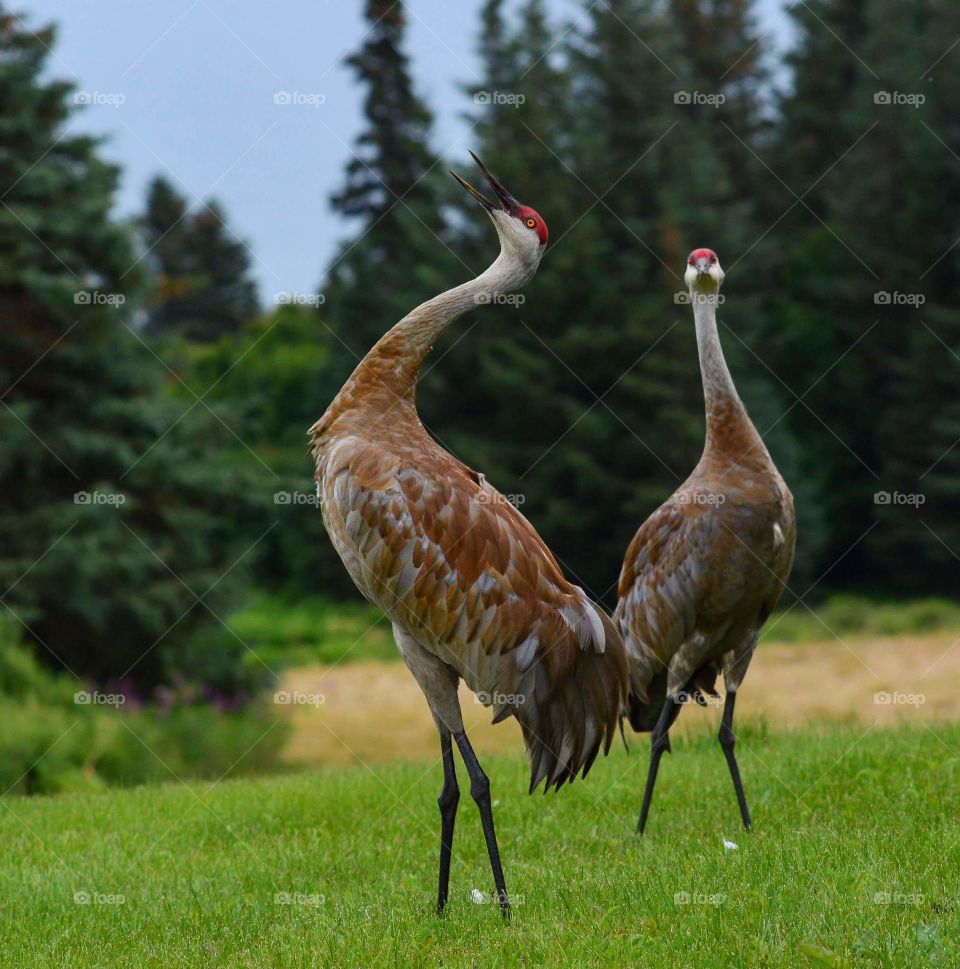 Nature, Wildlife, Bird, Animal, Grass