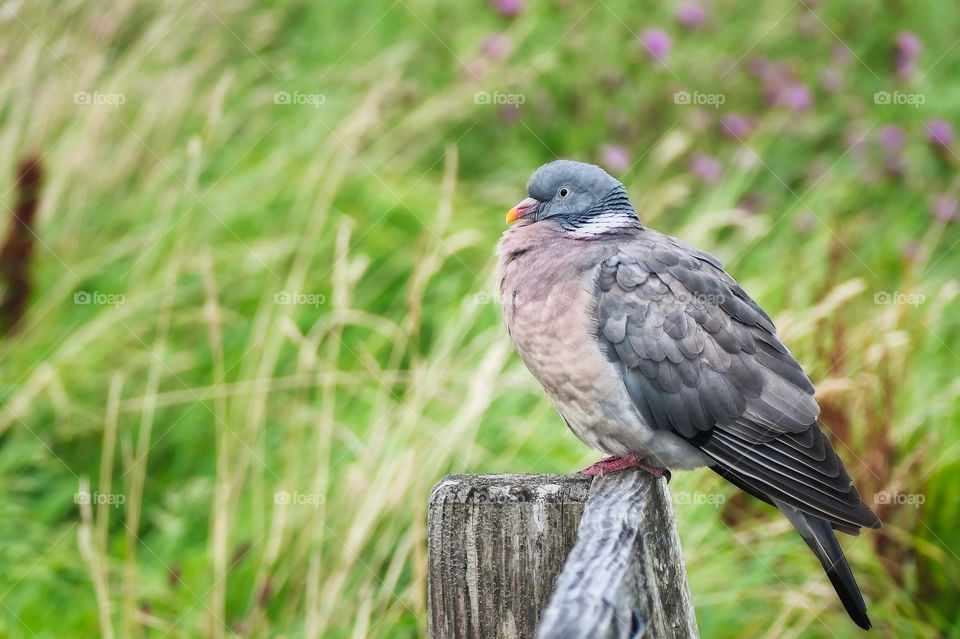 Pigeon sitting on a bench