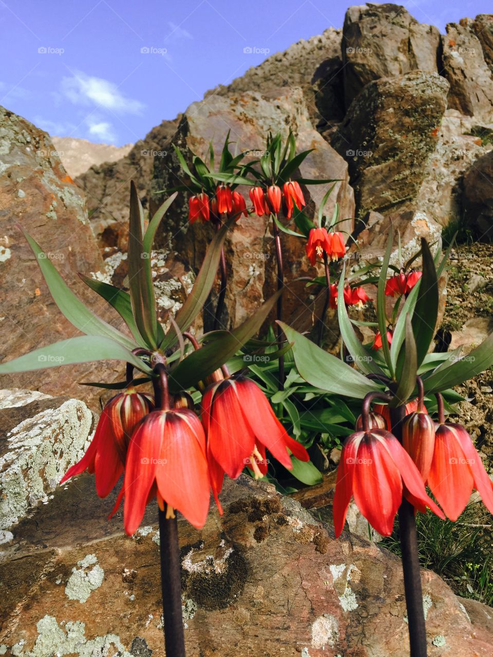 Inverted tulips in Afghanistan