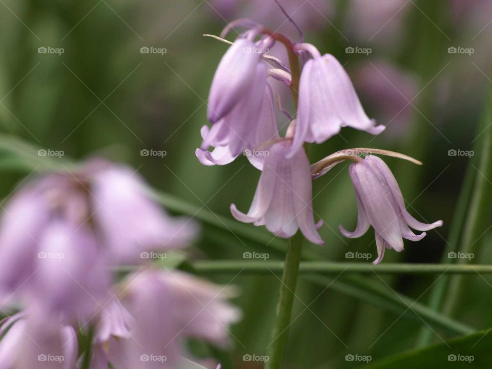purple bell flower