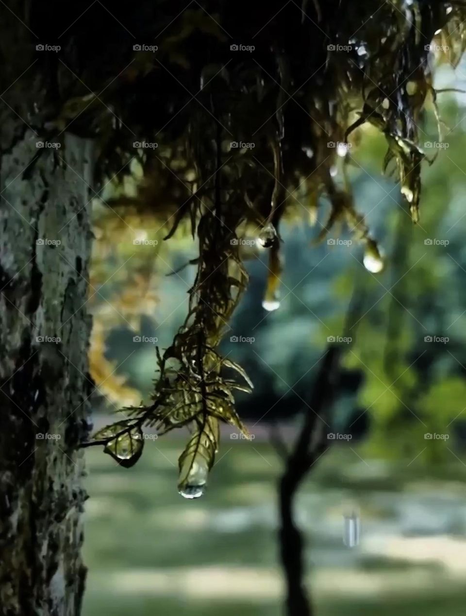 Rain drops , Dew drops