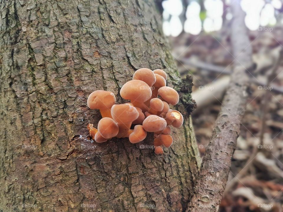 Fungus beauty