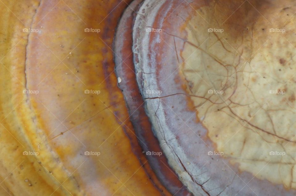 Close up of a mushroom