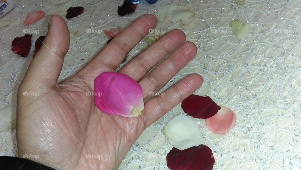 human hand and beautiful leaves of rose