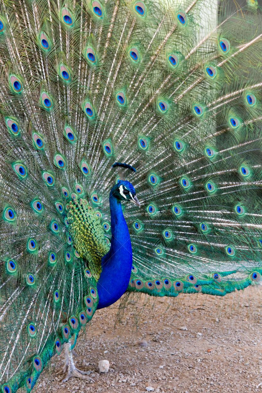 View of a dancing peacock