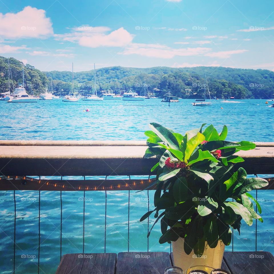 Pot Plant at the water 