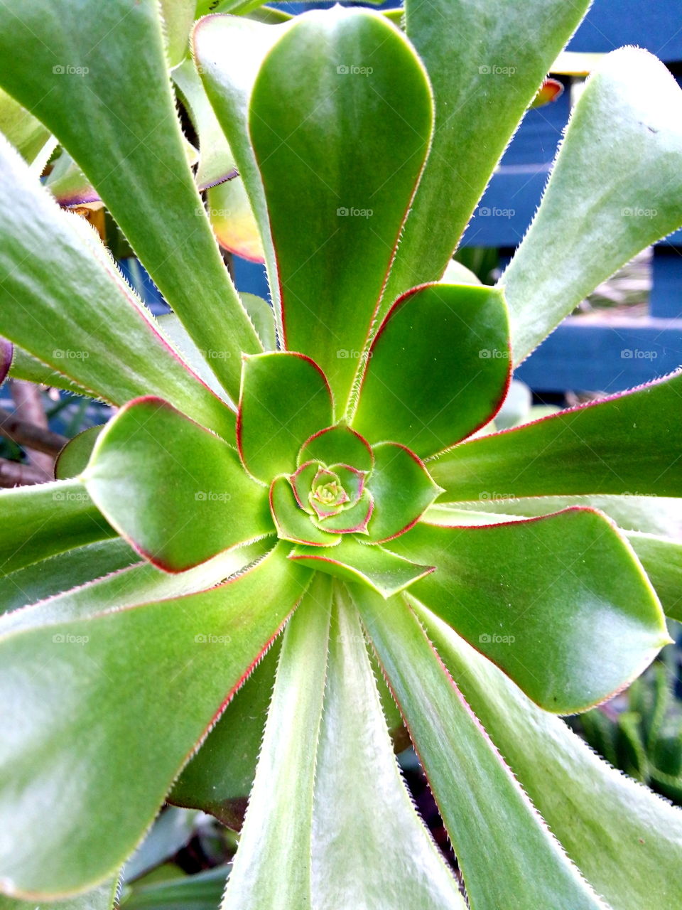 succulent