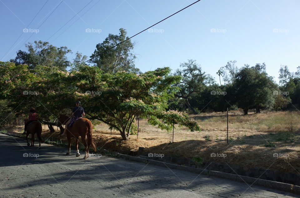Horse riding down the road