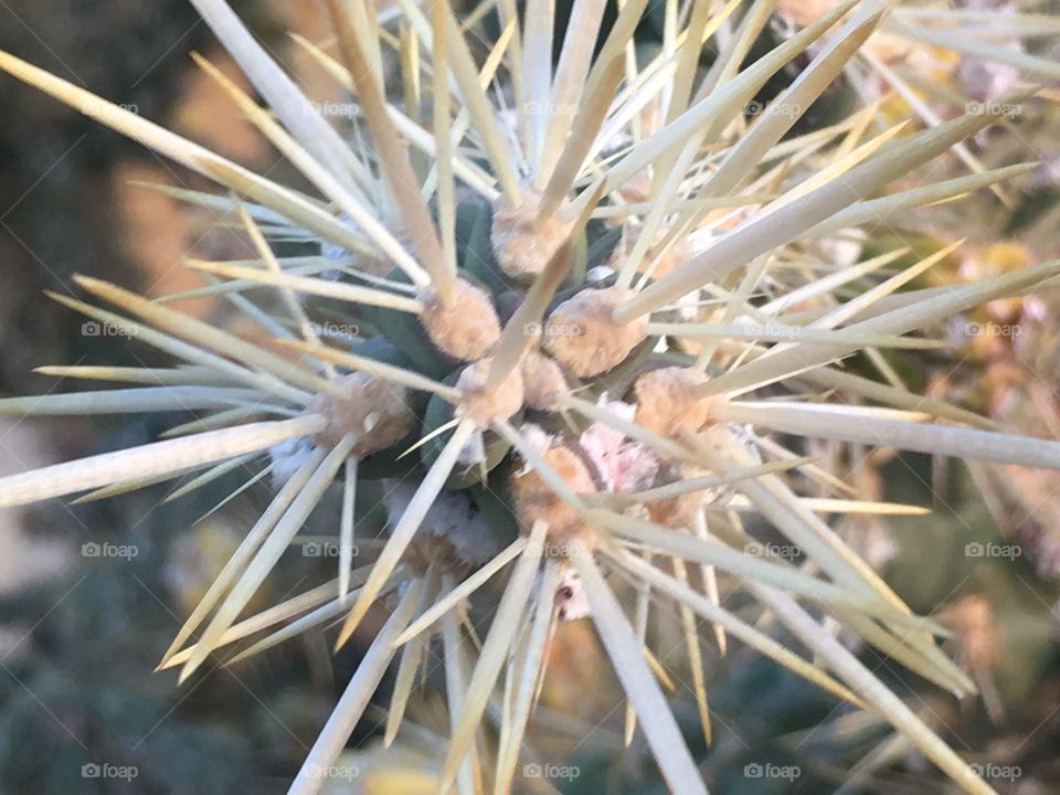 Close up of cactus needles. 