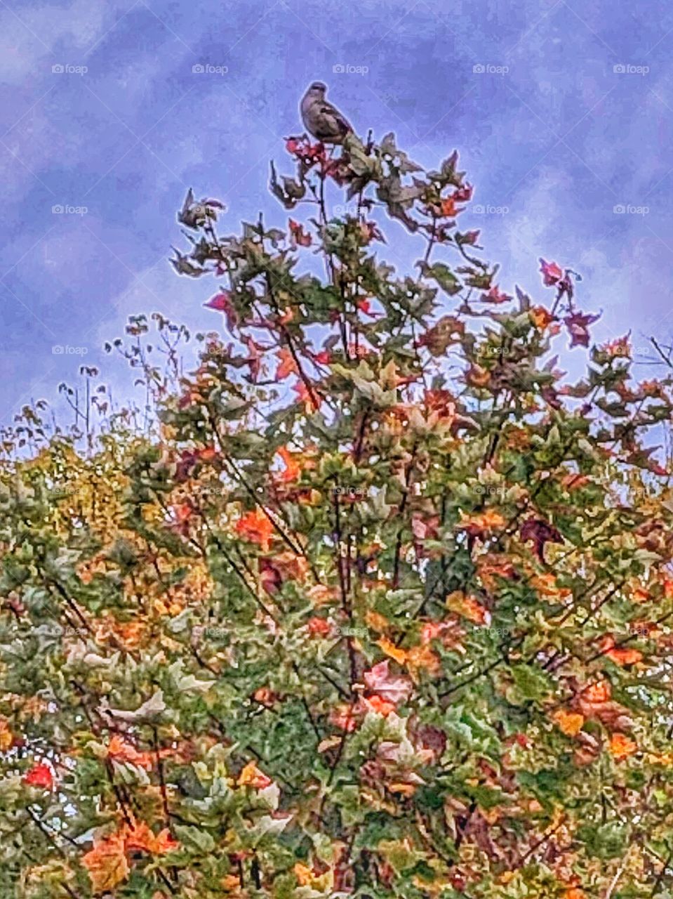 Bird sitting at the top of a tree   leaves just starting to turn birds eye view 😊