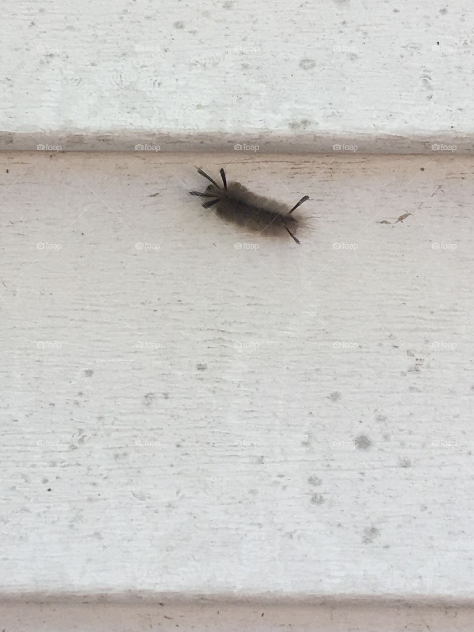 I don’t think this little guy is going to find much food on this wall but looks like he’s on a mission.