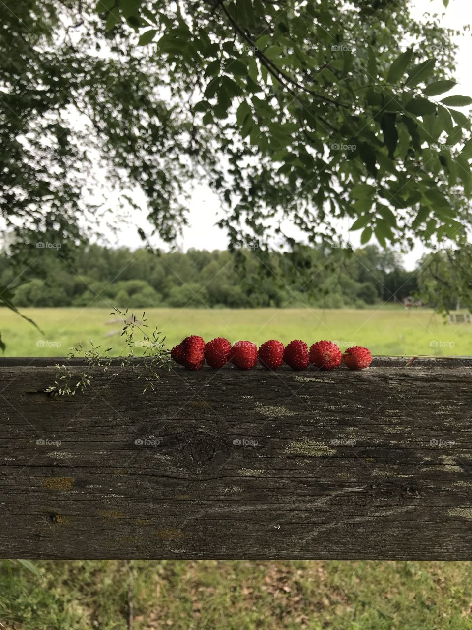 Strawberries