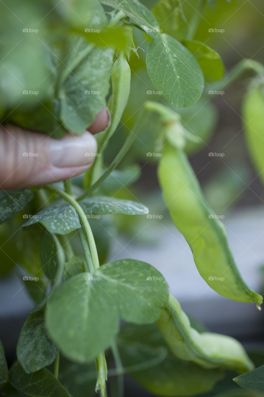 Close-up sugarsnaps