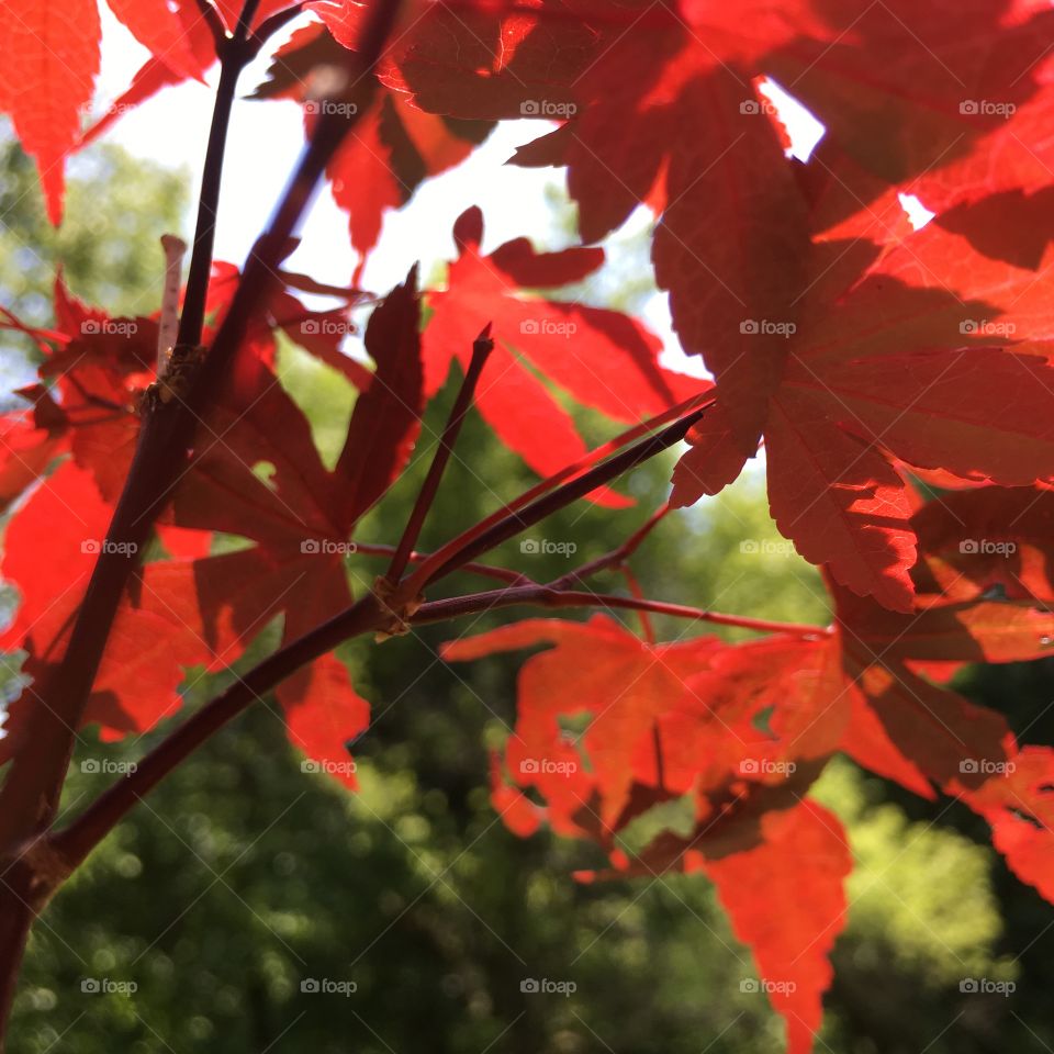 Red leaves in sunlight