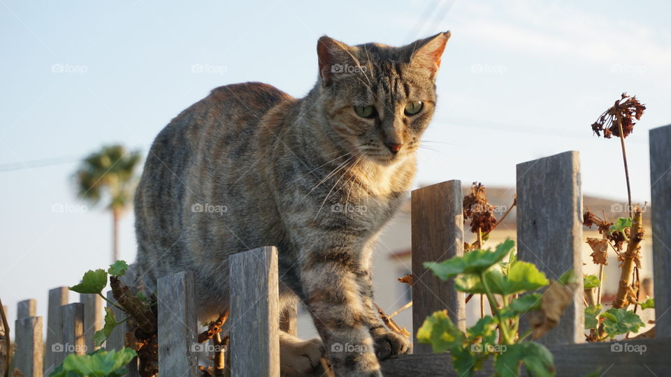 Cat#animal#garden#walk#nature