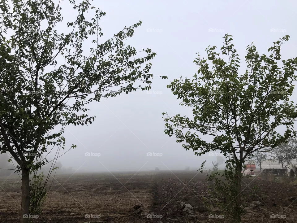 Niebla de la Mañana 
