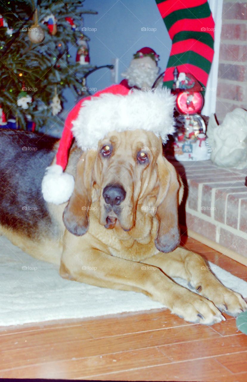 Santa bloodhound